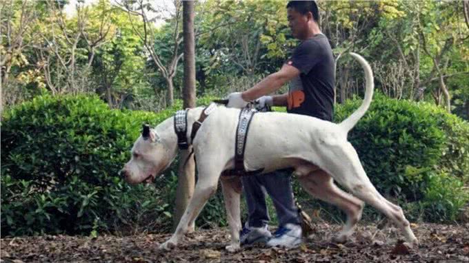 世界大型猛犬排名：最大的犬比肩人，甚至可以猎狼?