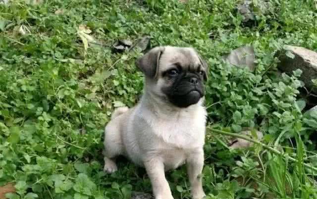 什么狗好养好看?6只省心好养活的狗子，值得考虑