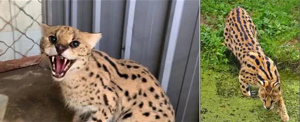 生活在非洲大草原的黑夜之子:薮猫