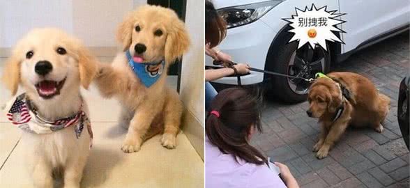 金毛是很暖，但不能接受这6大缺点，最好还是别养!