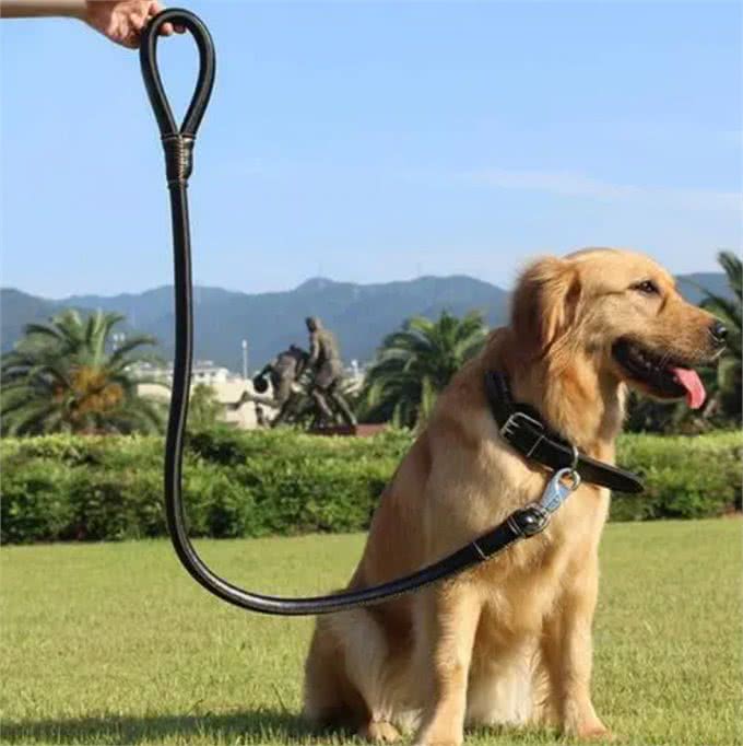 新手养狗狗的小干货，快进来看看