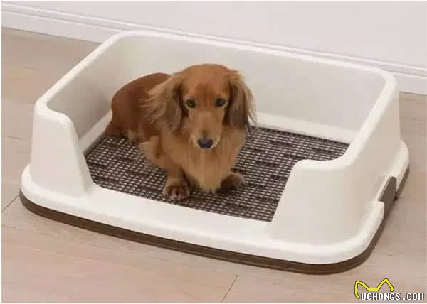 新手养狗狗的小干货，快进来看看