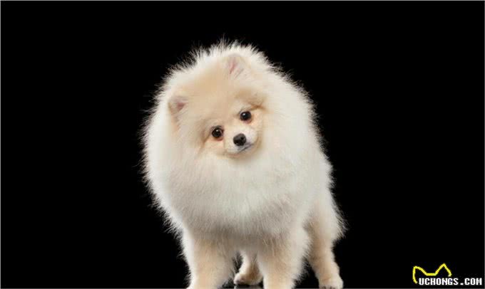 博美犬的优缺点及性格