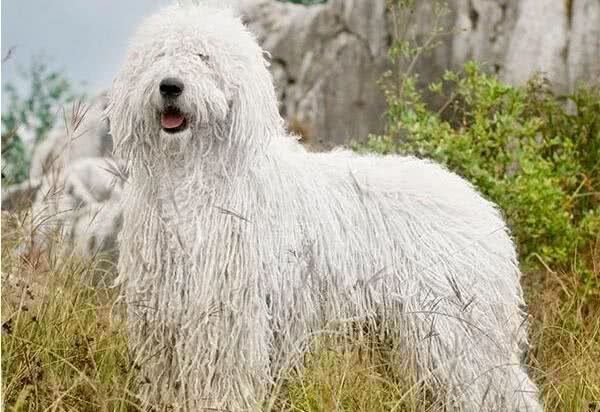 养狗人的几大恶习,相信你也遇到过!