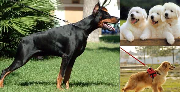 养狗人的几大恶习,相信你也遇到过!