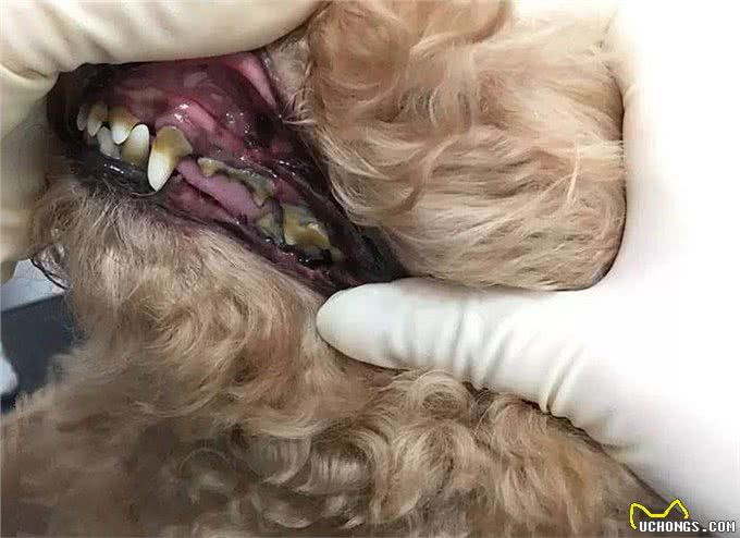 狗狗牙结石大作战!一招教你轻松预防!