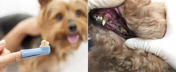 狗狗牙结石大作战!一招教你轻松预防!