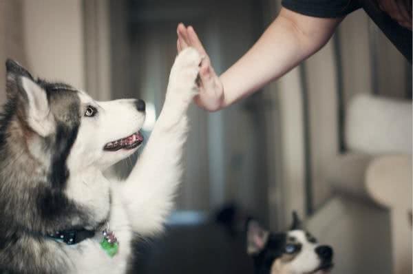 养犬，你真的准备好了吗?