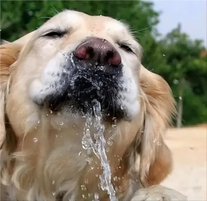 狗狗不为人知的几个秘密，资深铲屎官也未必知道