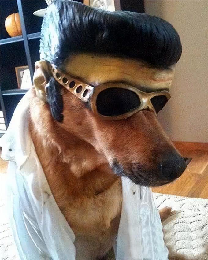 狗狗不为人知的几个秘密，资深铲屎官也未必知道