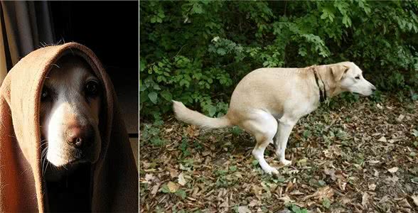 狗狗不为人知的几个秘密，资深铲屎官也未必知道