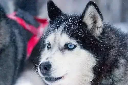 狗狗的爪子像爆米花?不信你闻闻!