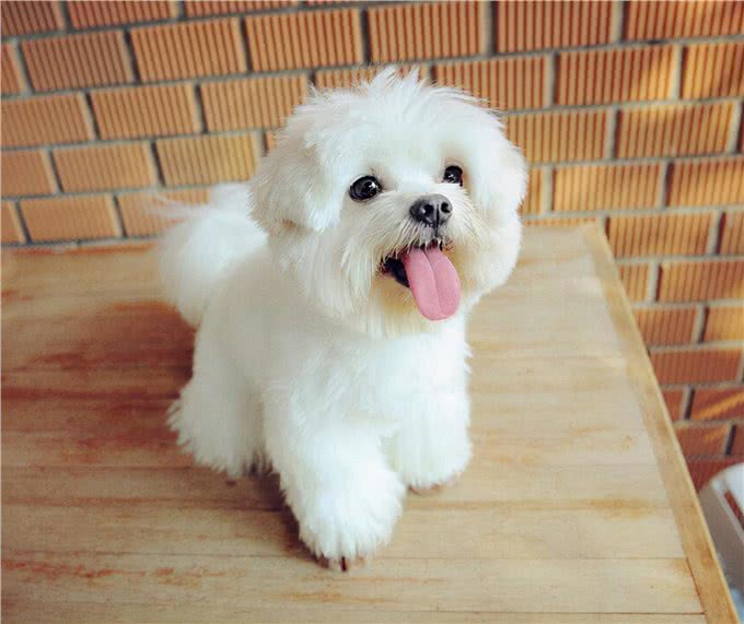 什么样的狗狗长大之后会非常乖巧?其实从这几点就能看出来了