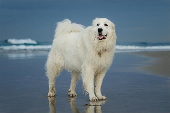 寻根问祖系列:大白熊犬(Greatpyrenees)