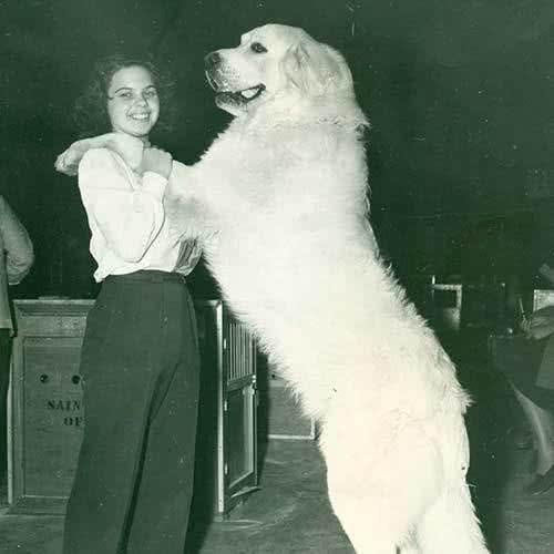 寻根问祖系列:大白熊犬(Greatpyrenees)