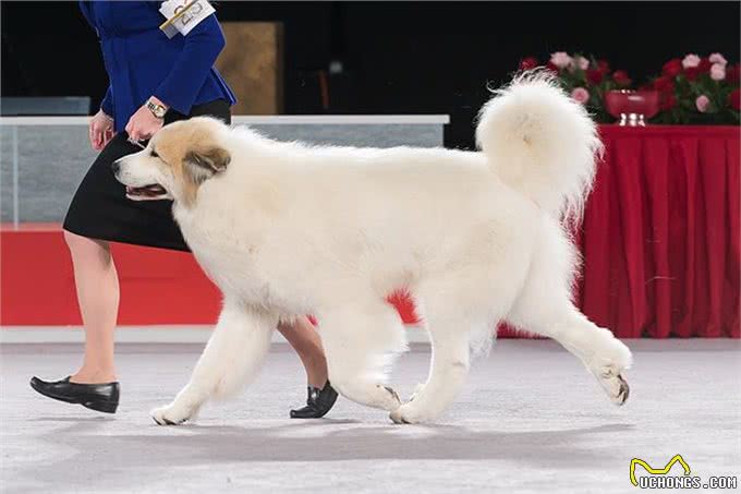 寻根问祖系列:大白熊犬(Greatpyrenees)