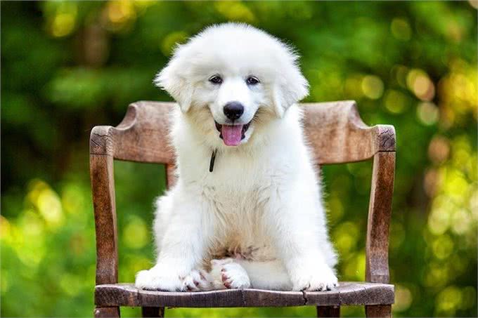 寻根问祖系列:大白熊犬(Greatpyrenees)