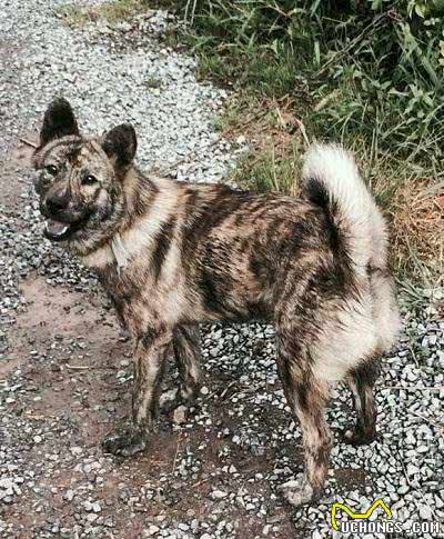 盘点中国5大猎犬，丝毫不比外国猎犬差，有些却沦为肉用狗