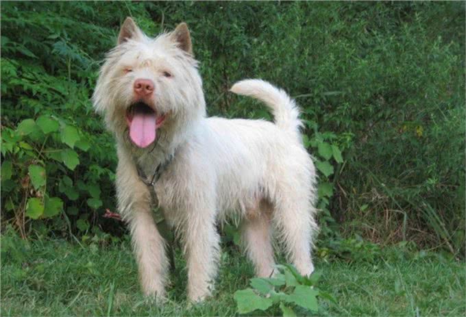 盘点中国5大猎犬，丝毫不比外国猎犬差，有些却沦为肉用狗