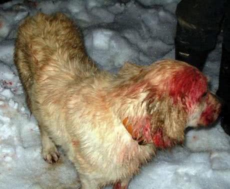 凶猛美洲狮突然攻击小主人，黄金猎犬拼了命也决不让家人受伤!