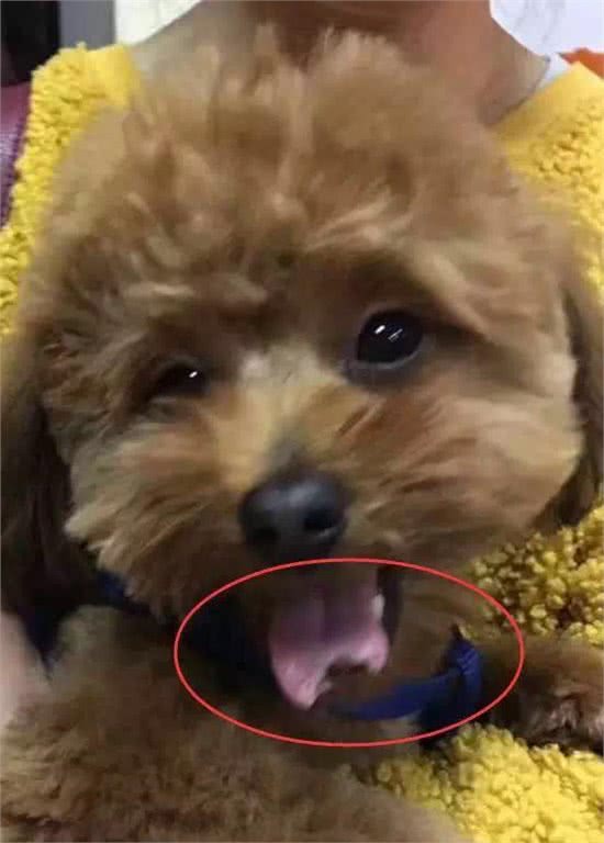 太心疼,主人们注意,带狗狗去宠物店修毛,回家后却发现舌头被剪