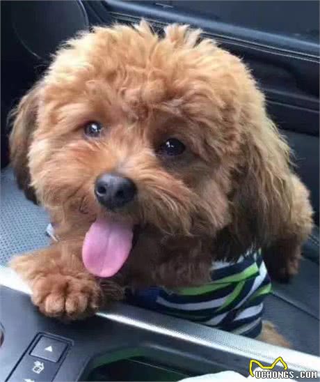 太心疼,主人们注意,带狗狗去宠物店修毛,回家后却发现舌头被剪