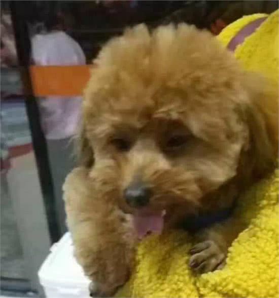 太心疼,主人们注意,带狗狗去宠物店修毛,回家后却发现舌头被剪