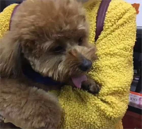 太心疼,主人们注意,带狗狗去宠物店修毛,回家后却发现舌头被剪