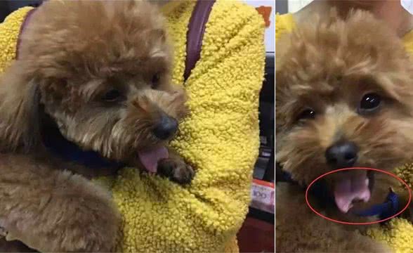太心疼,主人们注意,带狗狗去宠物店修毛,回家后却发现舌头被剪