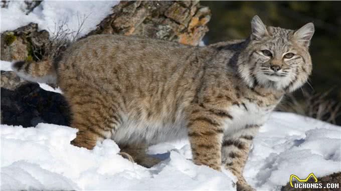 野外发现短尾猫与加拿大猞猁的杂交品种，它们生活得怎样