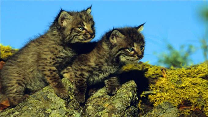 野外发现短尾猫与加拿大猞猁的杂交品种，它们生活得怎样