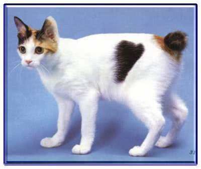 宠物盘点猫咪篇:日本短尾猫