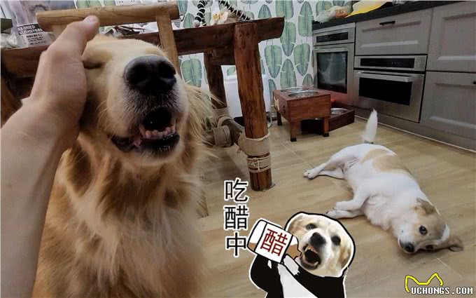 和狗狗关系再好，也不要对它做这几件事，不然会恨你!