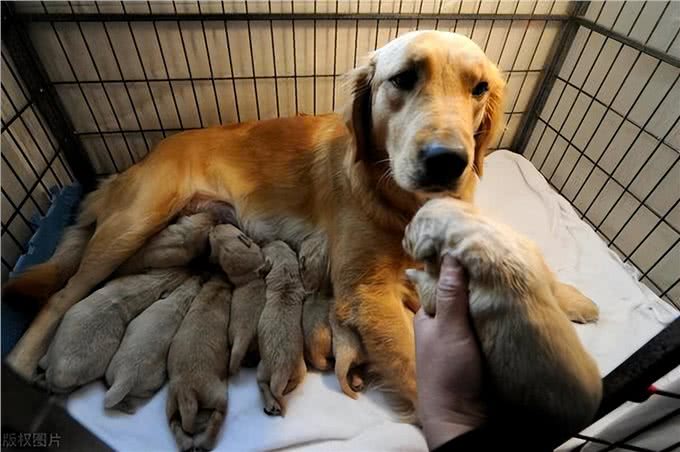 和狗狗关系再好，也不要对它做这几件事，不然会恨你!