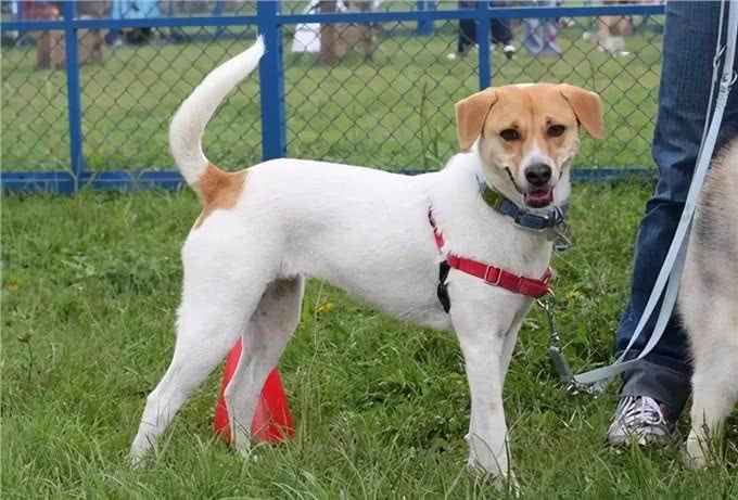 和狗狗关系再好，也不要对它做这几件事，不然会恨你!