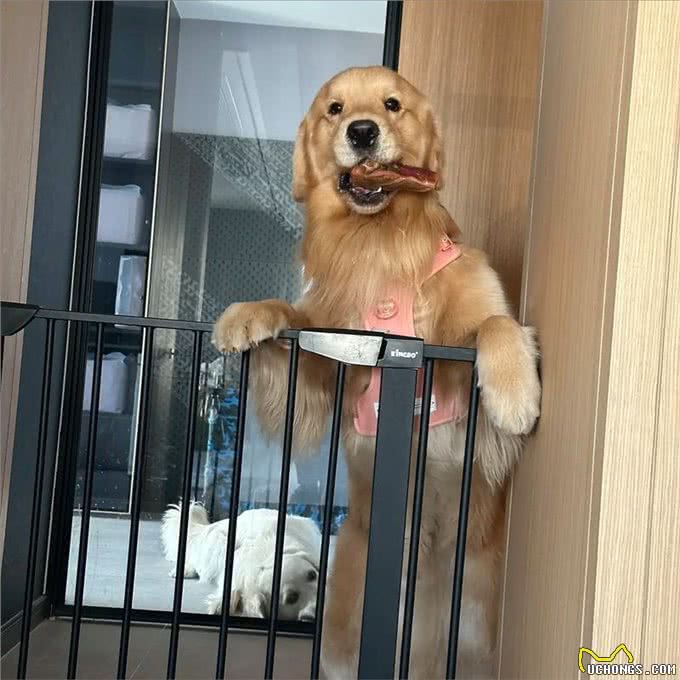 和狗狗关系再好，也不要对它做这几件事，不然会恨你!