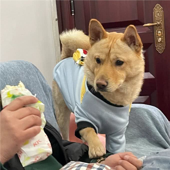 和狗狗关系再好，也不要对它做这几件事，不然会恨你!