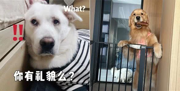 和狗狗关系再好,也不要对它做这几件事,不然会恨你!