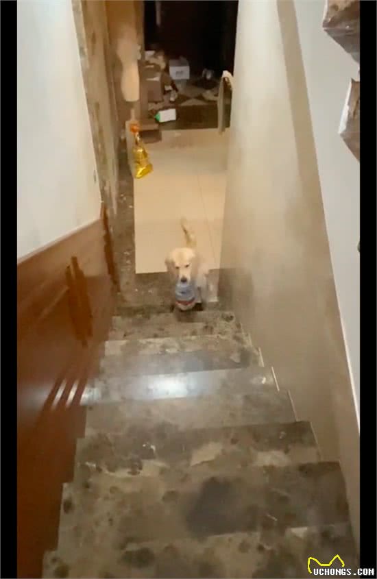 主人想让狗帮忙拎水上楼，直夸它好厉害，狗：在表扬中迷失自我