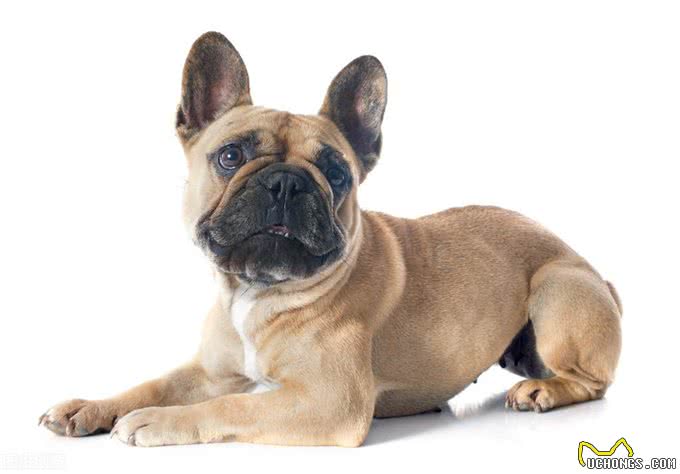 第一只无毛斗牛犬!在英国引发极端繁殖的担忧