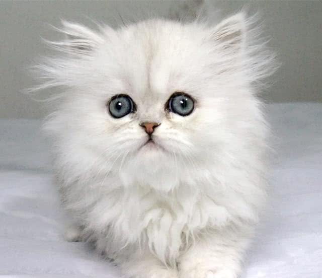 猫奴必养的猫-金吉拉