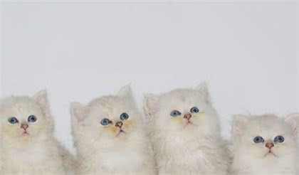 猫奴必养的猫-金吉拉