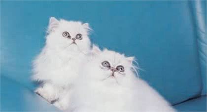 猫奴必养的猫-金吉拉