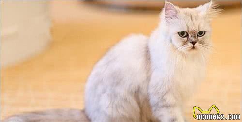 猫奴必养的猫-金吉拉