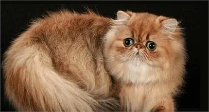 猫奴必养的猫-金吉拉
