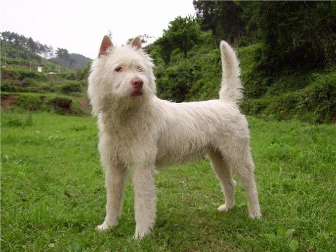 好猎犬何须外国找，在贵州有种白龙犬，一条就能干翻一头野猪