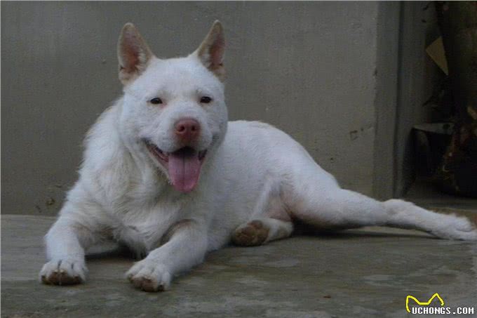 好猎犬何须外国找，在贵州有种白龙犬，一条就能干翻一头野猪