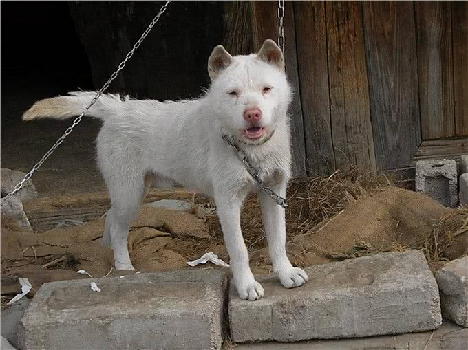 好猎犬何须外国找，在贵州有种白龙犬，一条就能干翻一头野猪