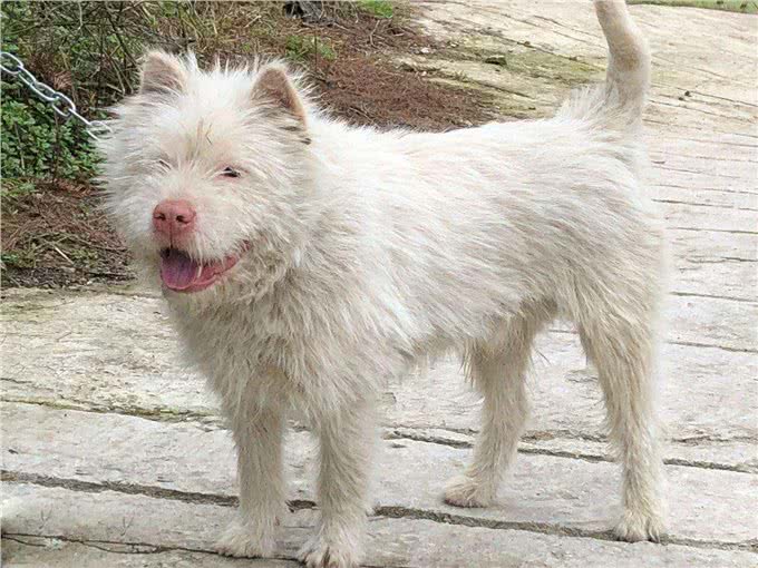 好猎犬何须外国找，在贵州有种白龙犬，一条就能干翻一头野猪