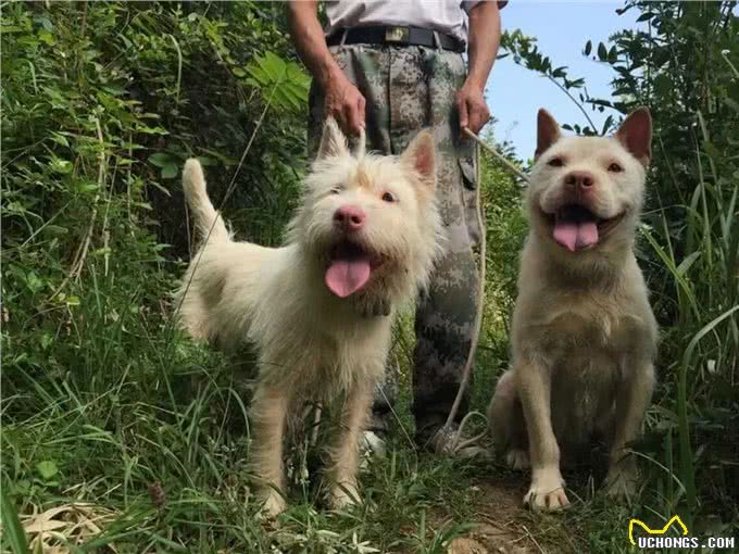 好猎犬何须外国找，在贵州有种白龙犬，一条就能干翻一头野猪